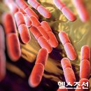 ▶--------김치, 된장·고추장·간장, 젓갈…대한민국 대표 발효식품을 건강검진 이미지