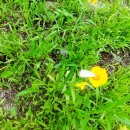 요미조미 이미지