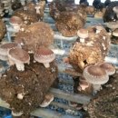 지연농장 이미지