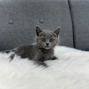 댕냥구리 강아지분양 고양이분양 구리본점 이미지