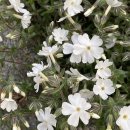 버디버디팜 | [강릉 테라리움]풀냄새 / 팜투테이블118 / 테라리움 /강릉 바베큐장 / 식집사 / 내돈내산 / 협찬 X