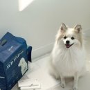 펫츠네 | 펫츠다이닝 강아지 두꺼운 애견패드 오드배변패드 후기