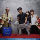 웰빙펫애견미용학원 네이버블로그