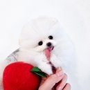 퐁이네 애견 이미지