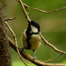 제주섬돌 이미지