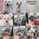 애견미용실 꽃개 이미지