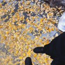 까분다하네 이미지