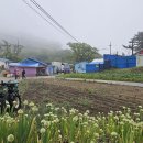 타포니민박