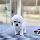 플레이독 파주본점 이미지