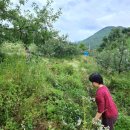 배준농장 이미지