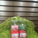 월가힐링 | 춘천 데이트 코스로 좋은 감성 캔들 공방 ‘채월가’