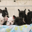 단디프렌치 이미지