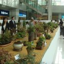 돌꽃향기 날리며 이미지