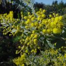 삼각잎아카시아 [Acacia cultriformis] 이미지