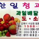 과일총판 Daum카페