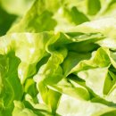 둥구머리협동조합 이미지