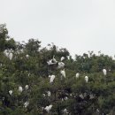 백로서식지 이미지