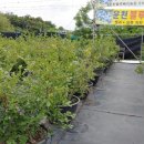 상석 농장 이미지