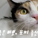 삐뽀 이미지