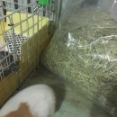 달나라 토끼농장 이미지