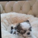 도그마루 강아지고양이 청주점 | [도그마루 강아지고양이 청주점] 포메라니안 분양과 놀라운 혜택, 청주강아지무료분양