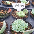 지산다육
