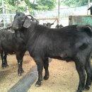 종축농장 이미지