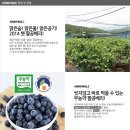 블루베리디자인 이미지