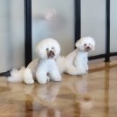 도도독＆캣 2호점 | 내돈내산 강아지 고양이가 있는 애견카페 진해 러브앤독