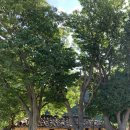 알봉 둘레길 | 울릉도 나리분지, 알봉둘레길, 성인봉 등산코스