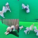 놀러오개 불로점 이미지