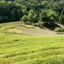 보성아이스크림 이미지