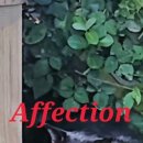 Affection 이미지