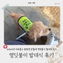 댕댕쓰 | [리뷰] 2026년 인천 미추홀구 반려견 순찰대 멍딧불이 발대식 후기🐶