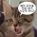 비케이 소프트 | (종각역) 반쿤콴 비케이케이 태국음식점 리뷰