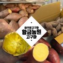 평화농원 | 여주밤고구마 [황금농원] 3kg로 아이 간식 만들기 ft. 아웃백 고구마 레시피