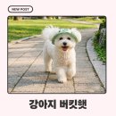 강아지 버킷햇 후기 | 우리 달이 산책 패션 아이템