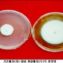 귀농영농 곤충자원▒ 동충하초-누에분말 진균배지, 값도 싸고 배양효율도 좋아 이미지