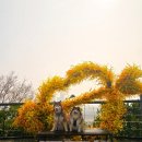 개나리길 | [응봉산 개나리축제]2026 성동구 팔각정가는길 애견동반 꽃축제 후기 주차 개화율