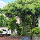 다인카라반 이미지