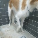 그루밍 캐나다 이미지