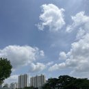 갈미중앙공원 게이트볼장 | 부천 중앙공원 능소화 개화 가치치기로 실망하고 온 후기