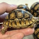 구로-구로-구로-1225 이미지