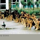 이글벳~~디지틀 조선 저점 공격해보겠습니다~~^0^ 이미지