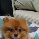 도그루아 이미지