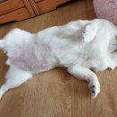 똥강아지 이미지