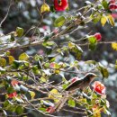 옥룡사지 이미지