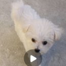 유올펫 강아지고양이 청주점 이미지