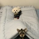 견생냥품 무인24시 남양주다산역점 이미지