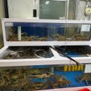 하이벳 수산 | 세종 고운동 대게맛집 | 상차림비없는 수율최고였던 하이벳수산 내돈내산 후기